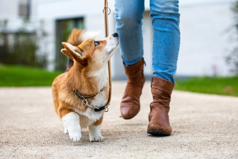 Highland Haven Dog Training of Westchester