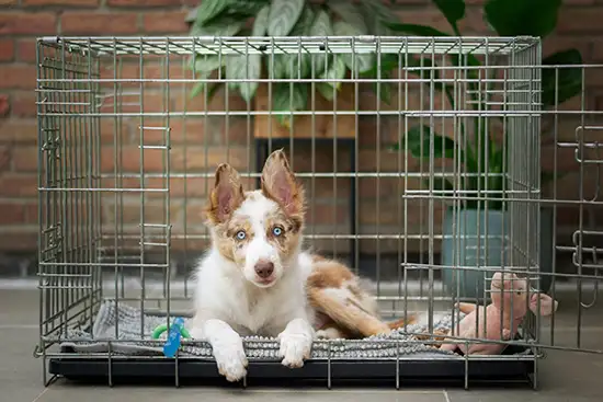 Puppy in Crate Training